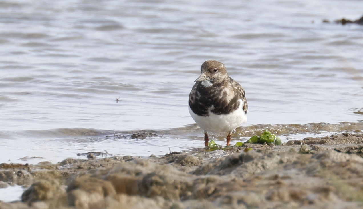 Steenloper (Texel). Foto van Gerda van der Meer.